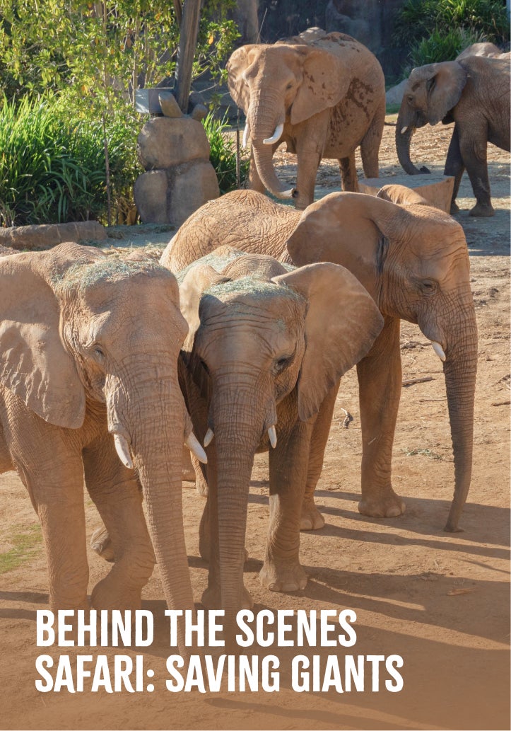 Behind the Scenes Safari: Saving Giants