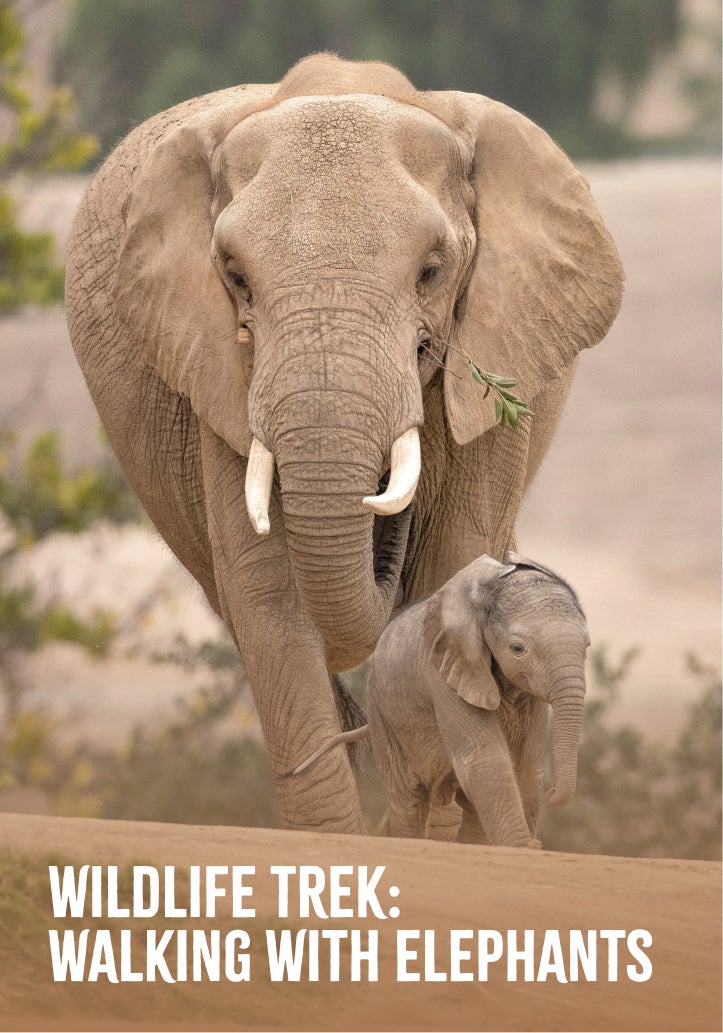 Wildlife Trek: Walking with elephants