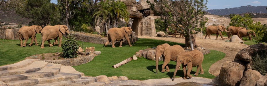 elephant