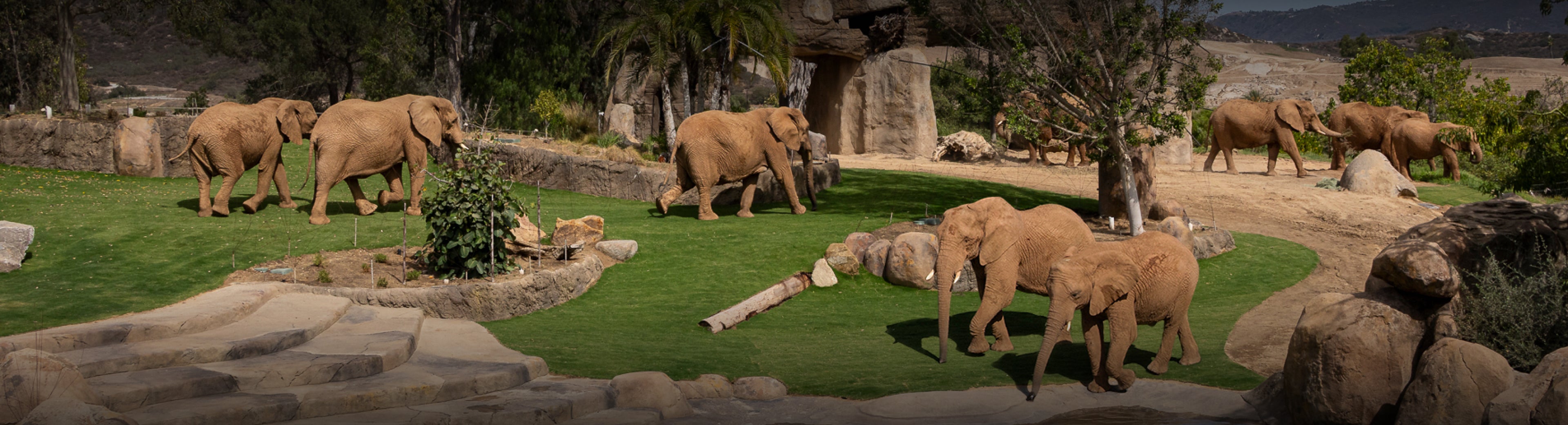 Elephants Roaming