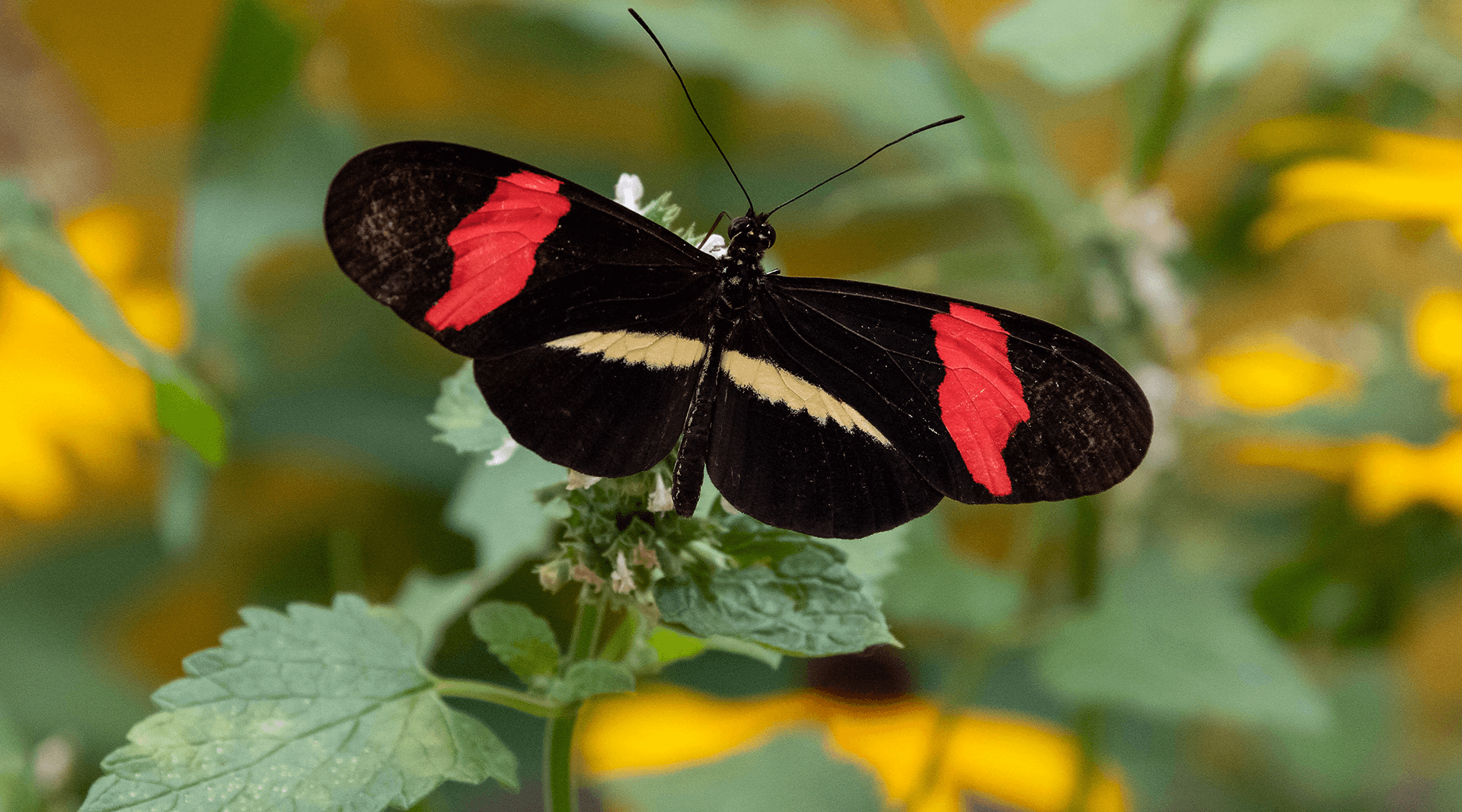 butterfly