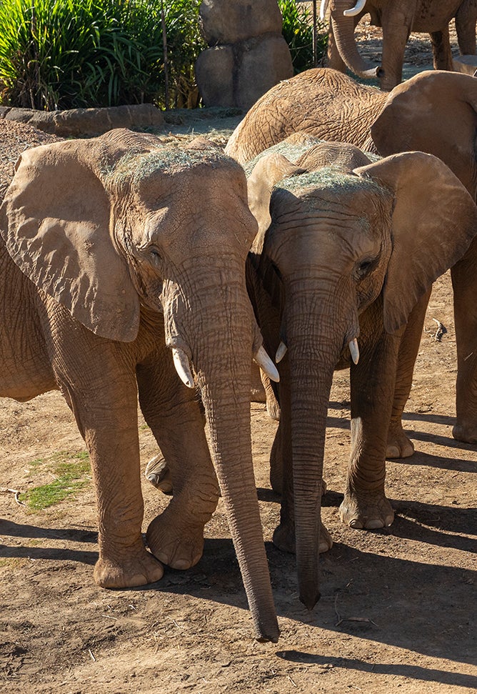 elephants viewable