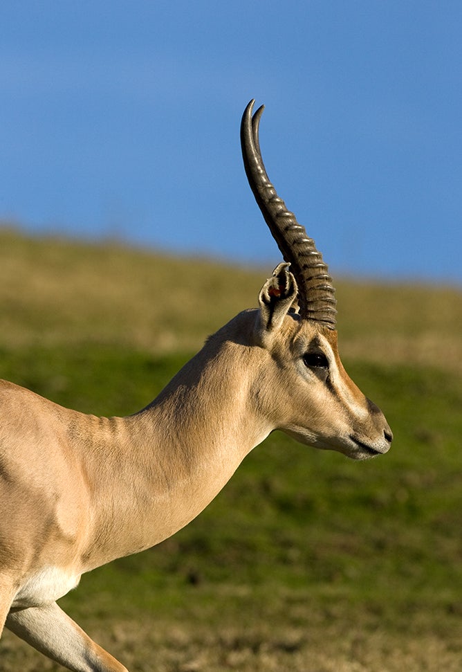gazelles
