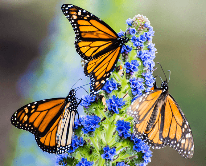 Monarch butterflies