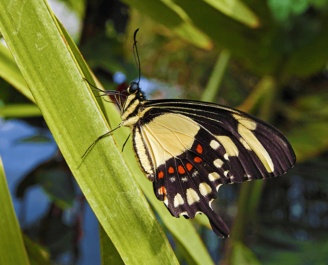 butterfly