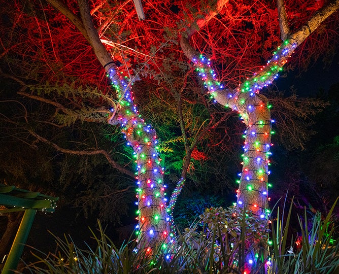 Holiday Lights