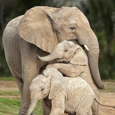 Elephant calves