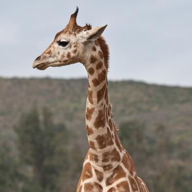 giraffe