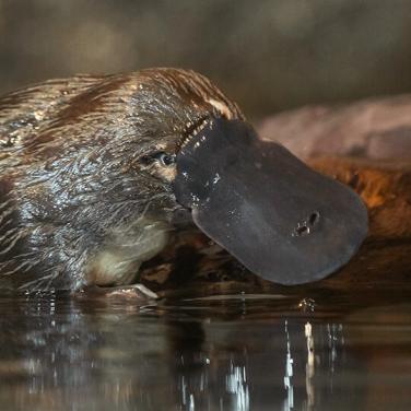 Platypus