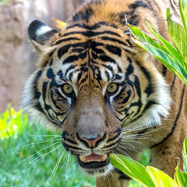 tiger