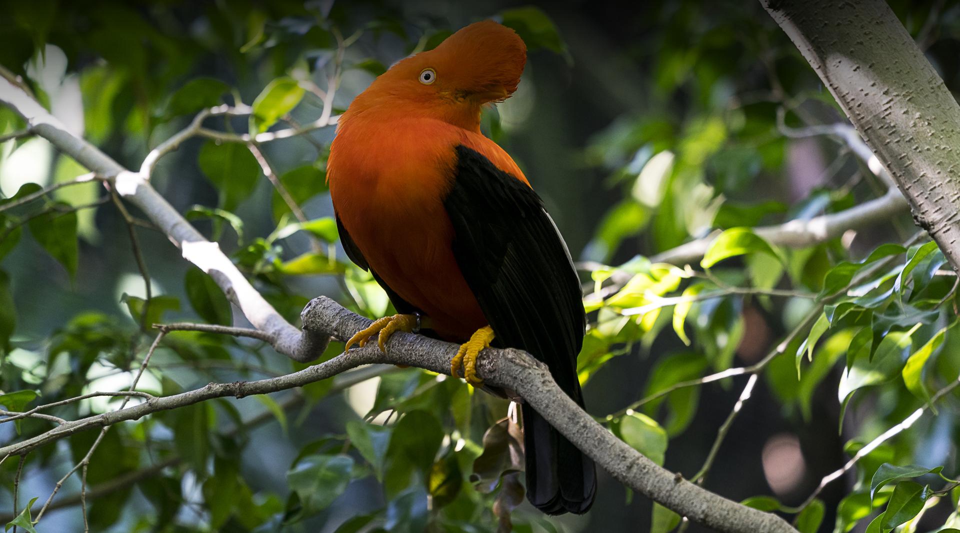 Andean Cock-of-the-rock