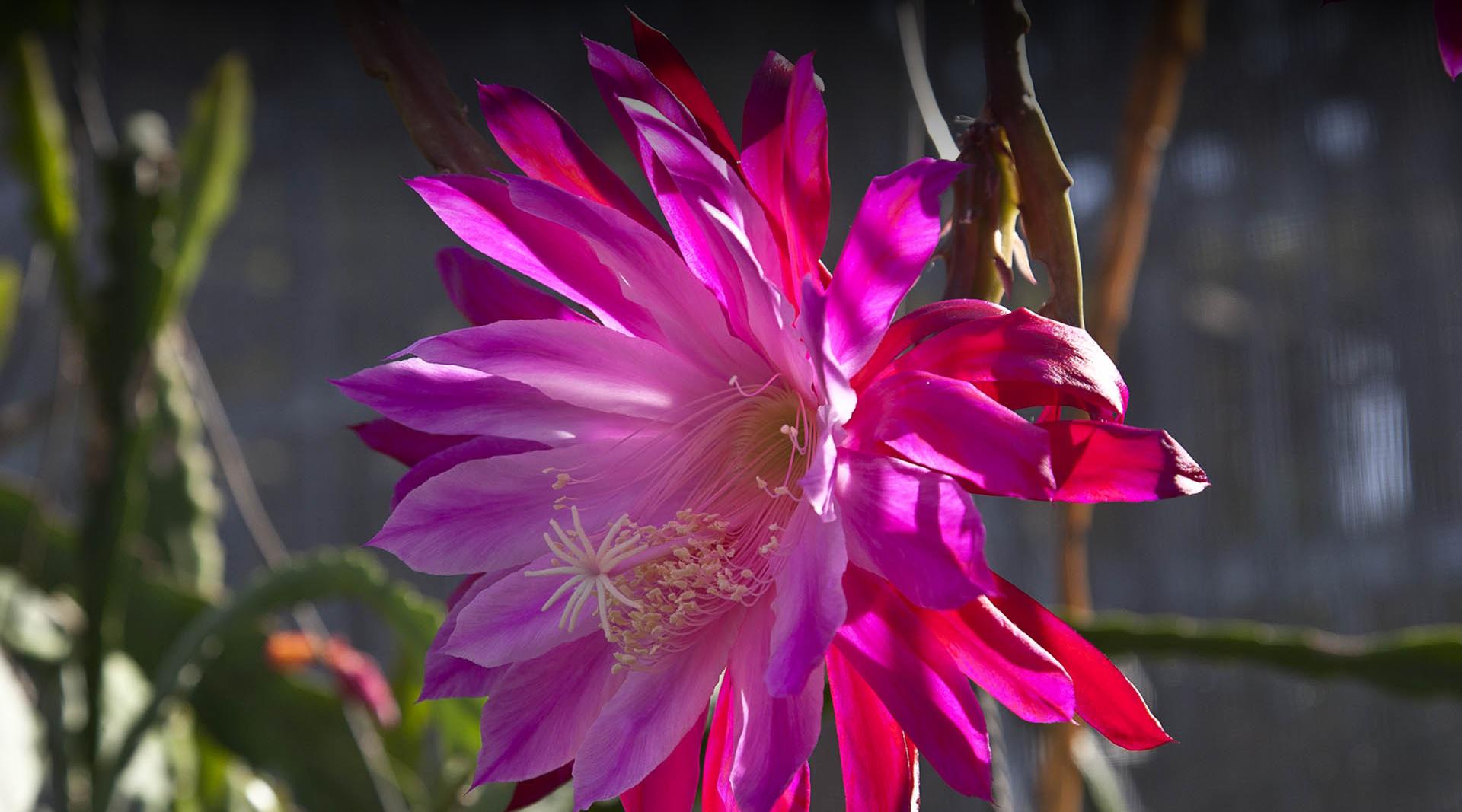 Epiphyllum blooming