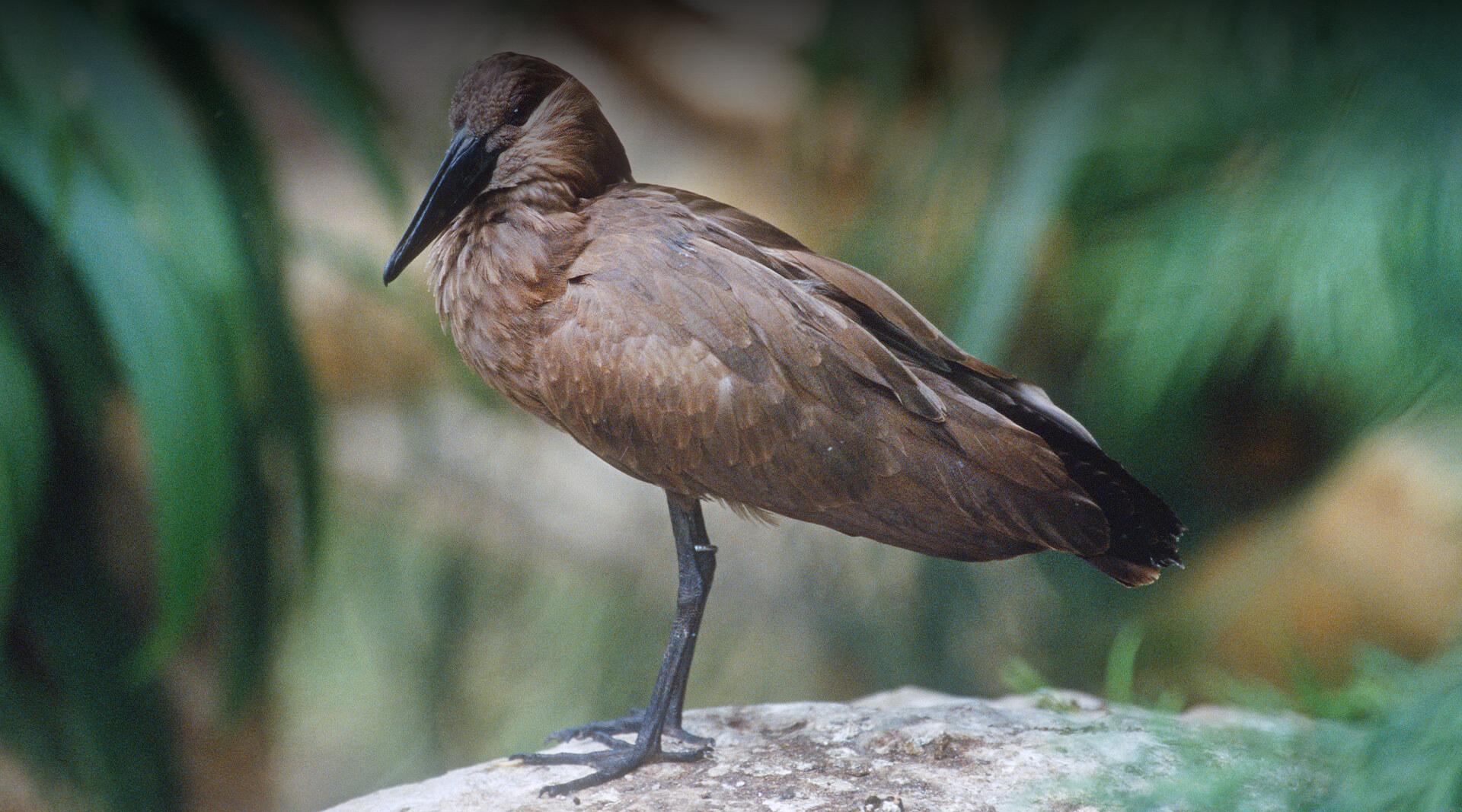 HAMERKOP