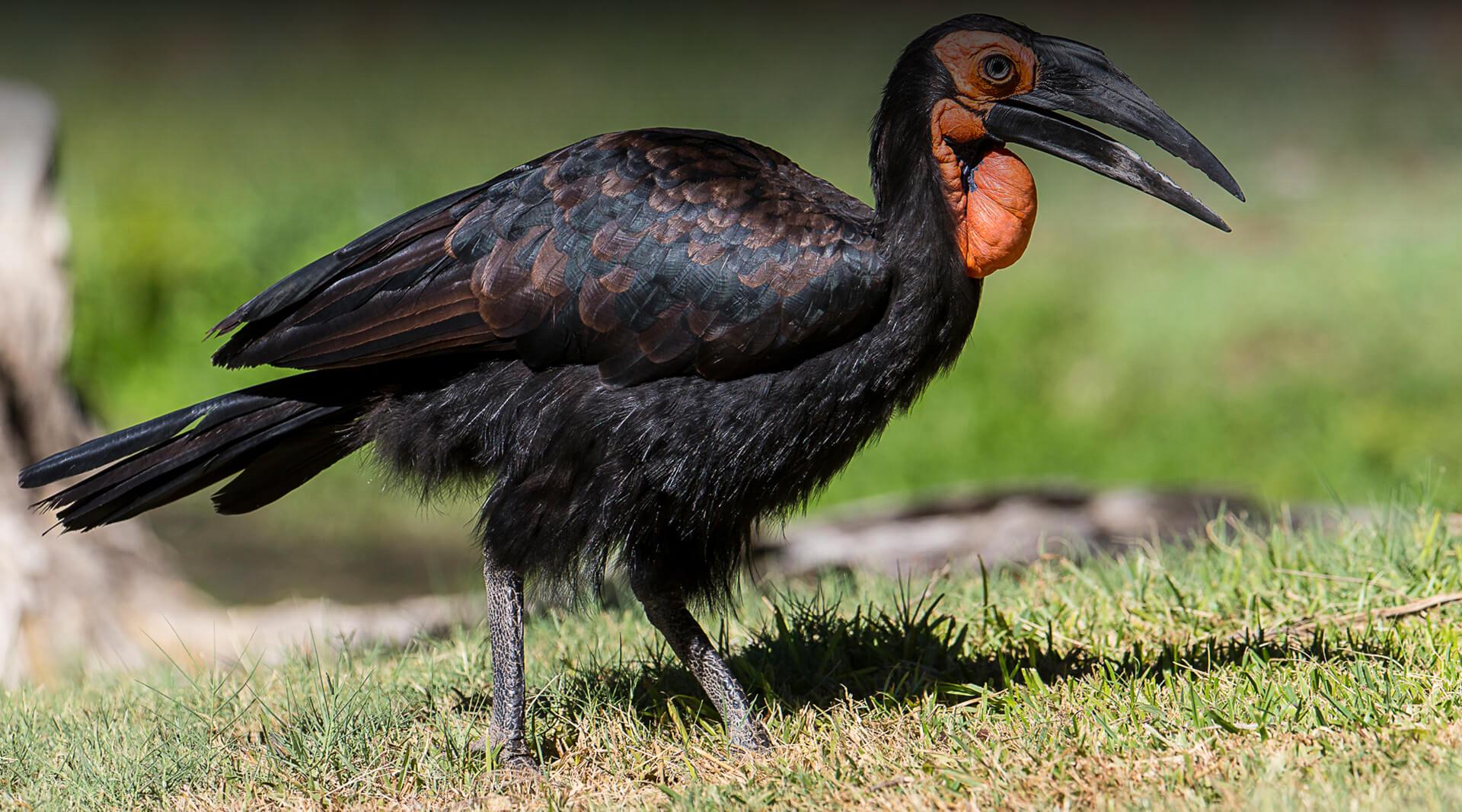 HORNBILL