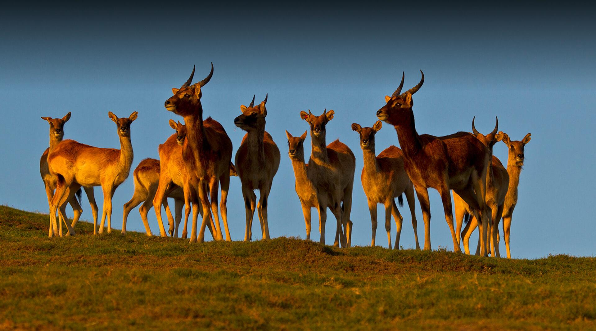 NILE LECHWE