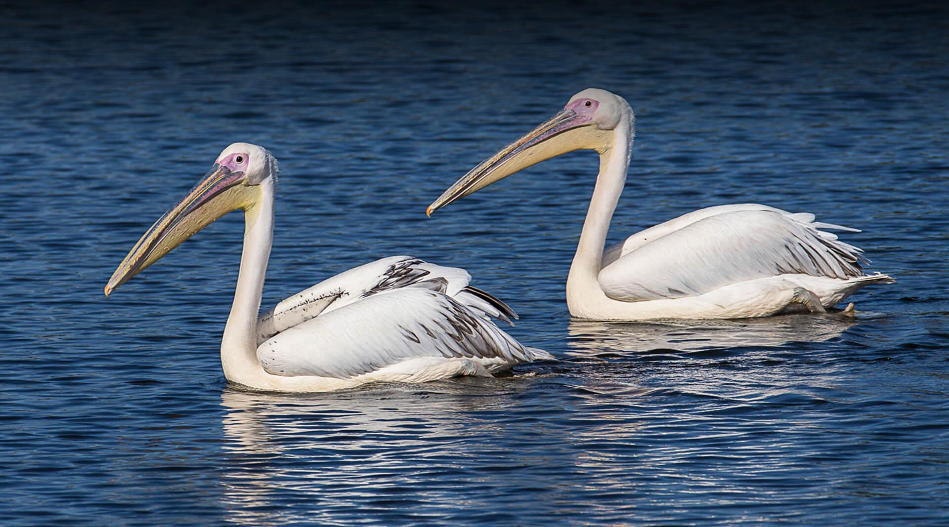 PELICAN