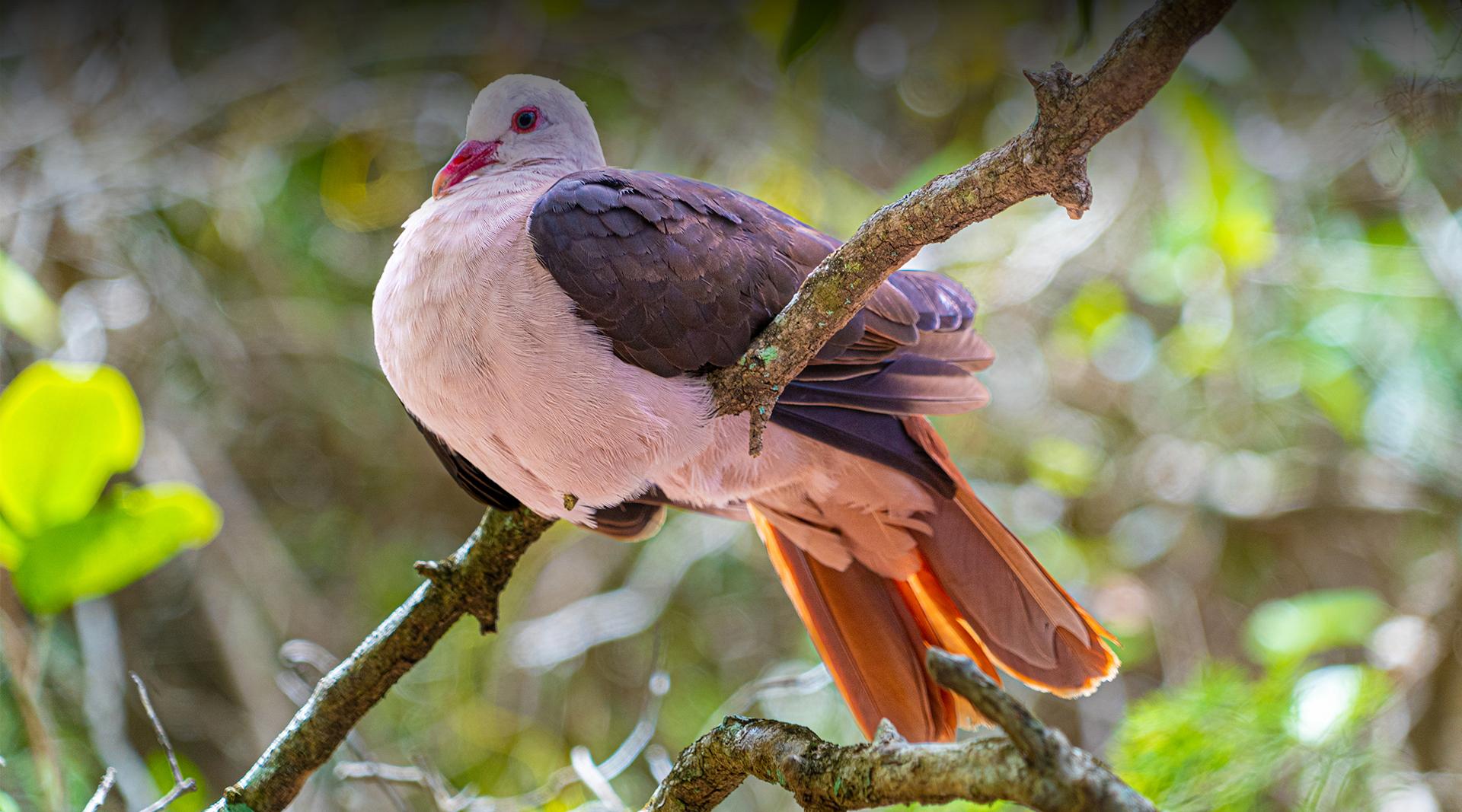 Pink Pigeon