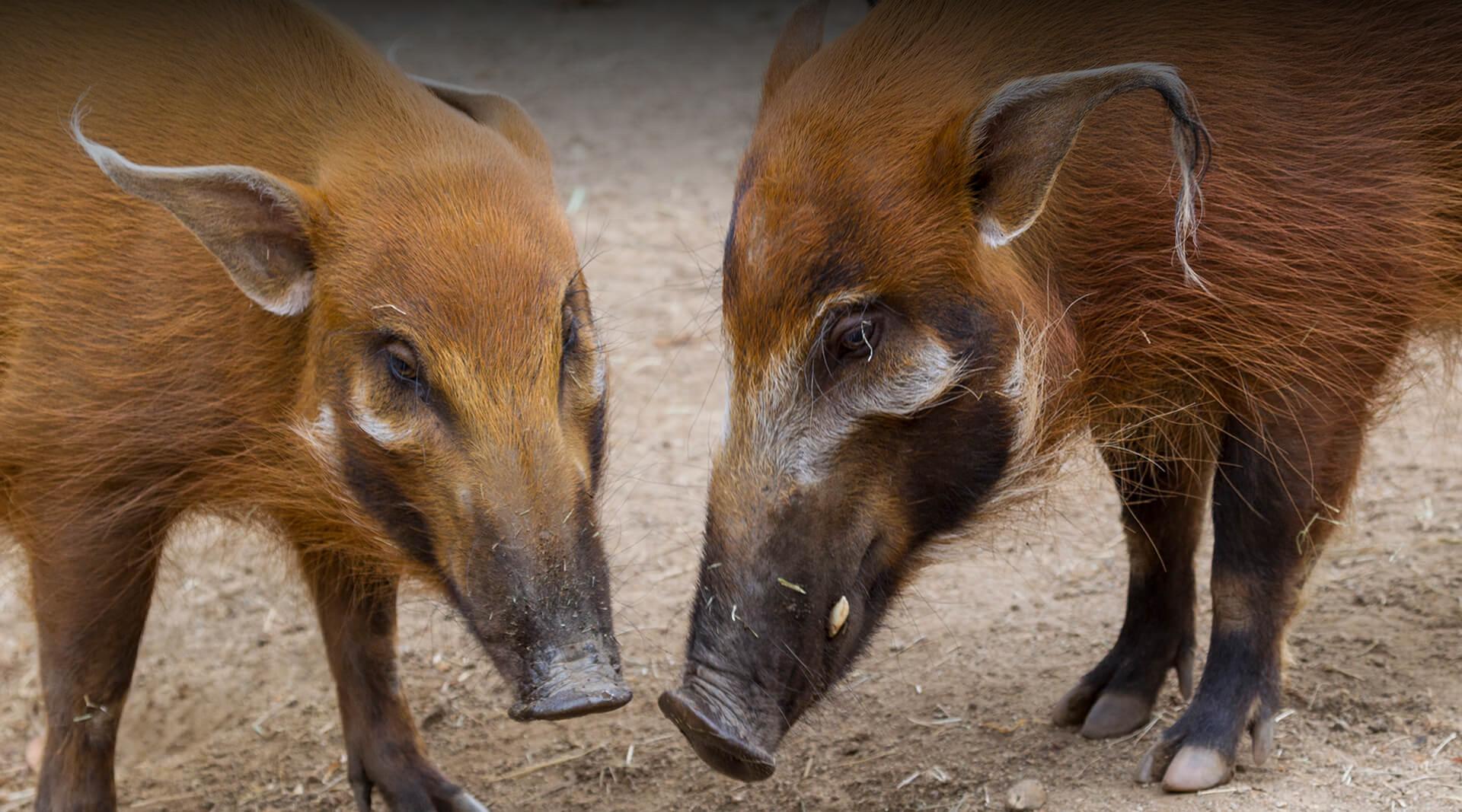 RED RIVER HOG