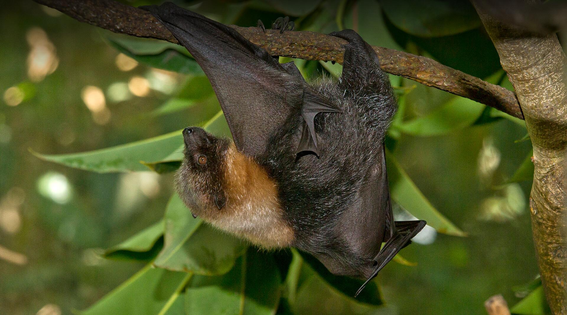 RODRIGUES FLYING FOX