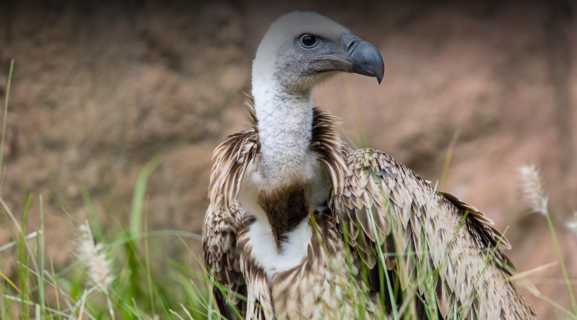RUPPELL'S VULTURE