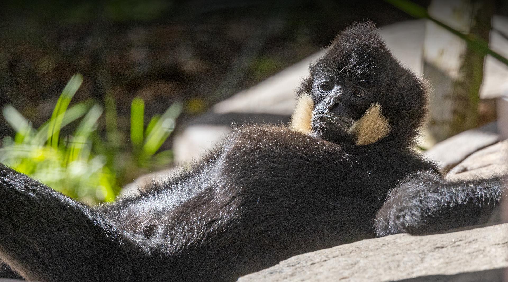 Red-cheeked Gibbon