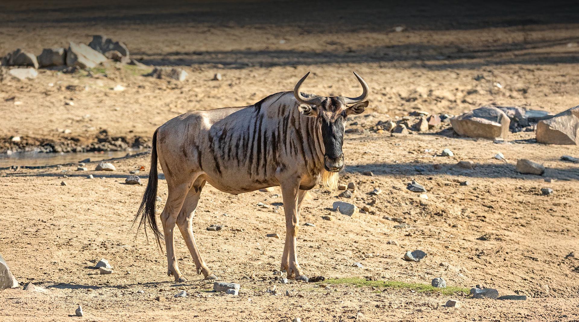 Wildebeest Widget