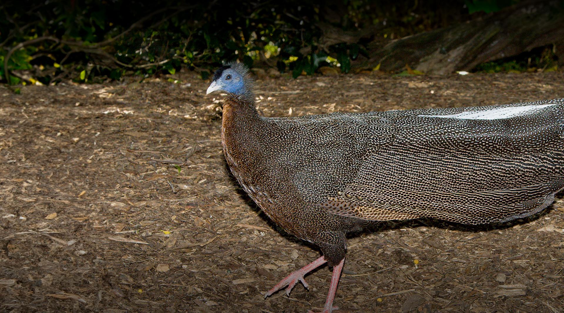 Argus pheasant