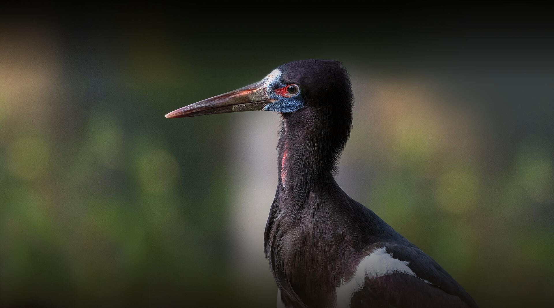 Abdim's Stork