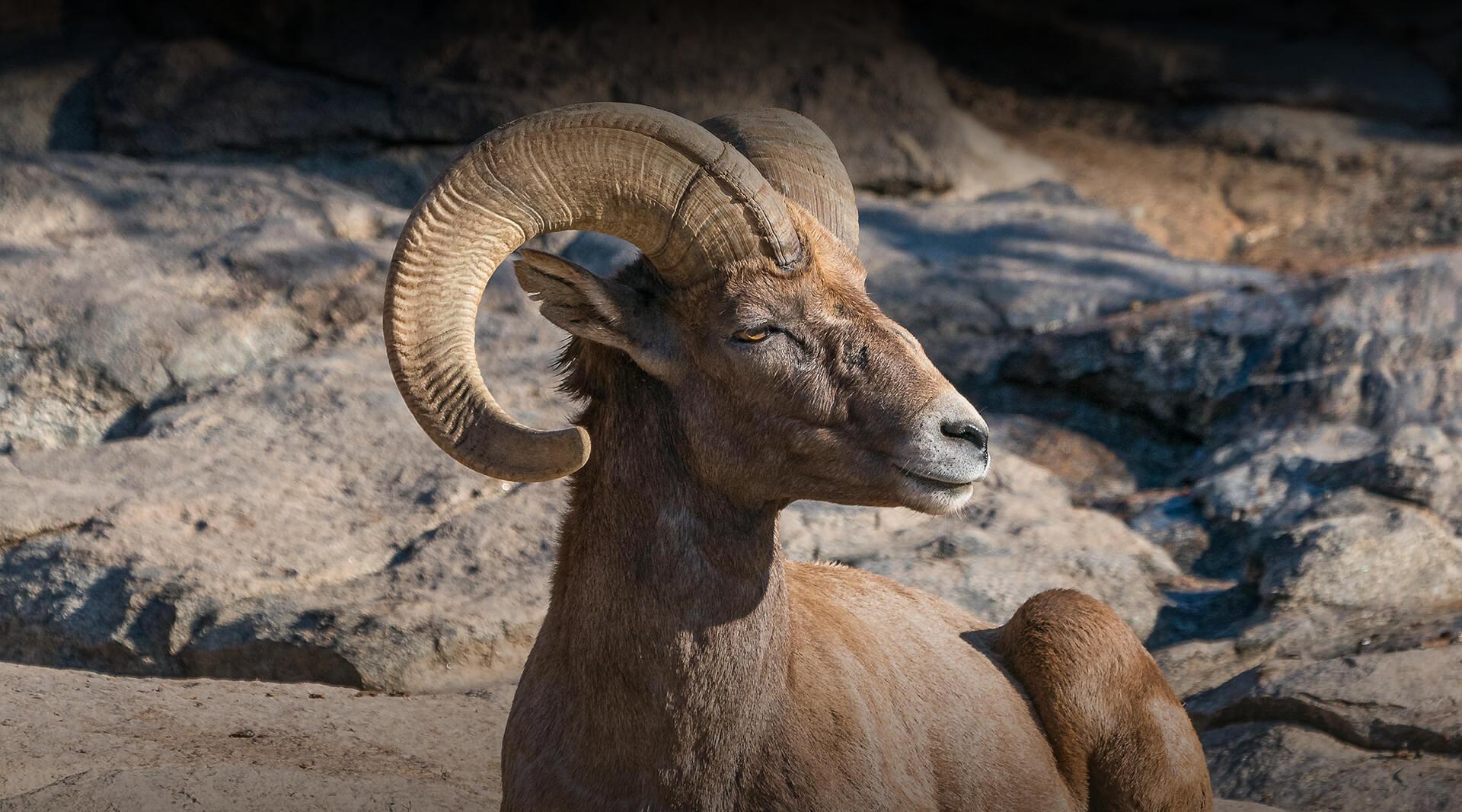Bighorn sheep
