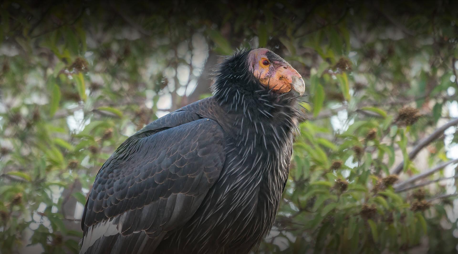 California condor in front of green foliage.