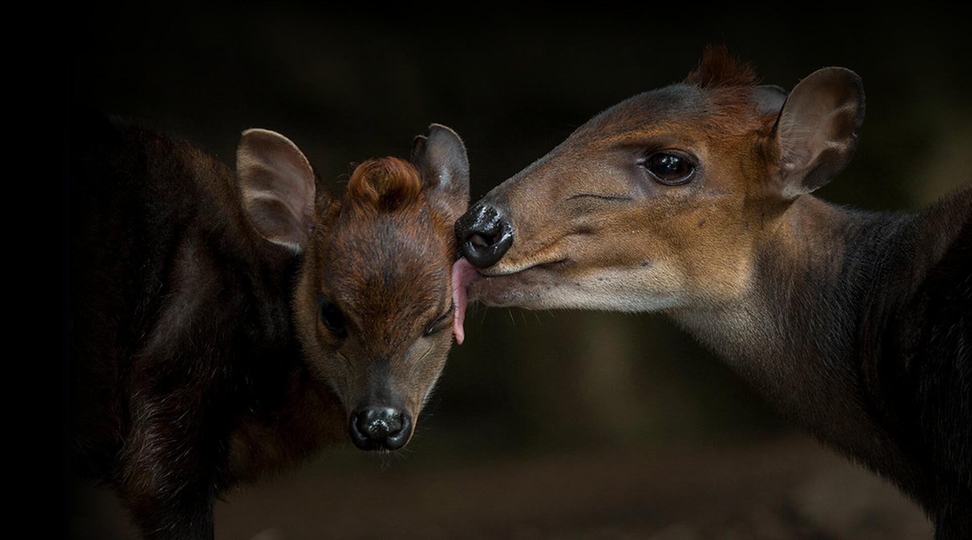 Mother duiker and calf.