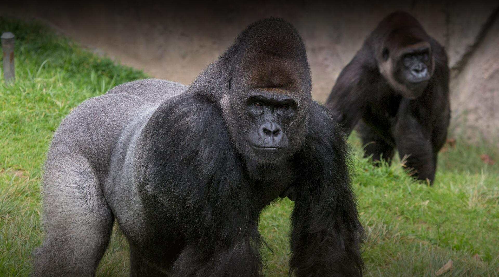 Silverback gorilla and troop member.