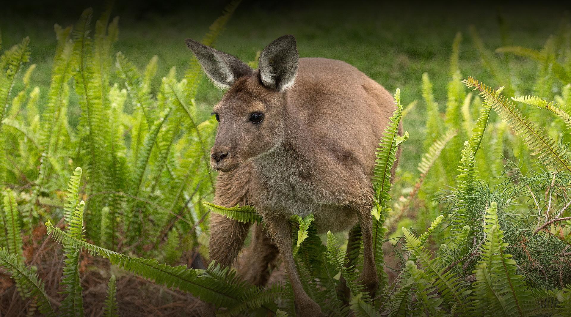 Kangaroo in sword ferns.
