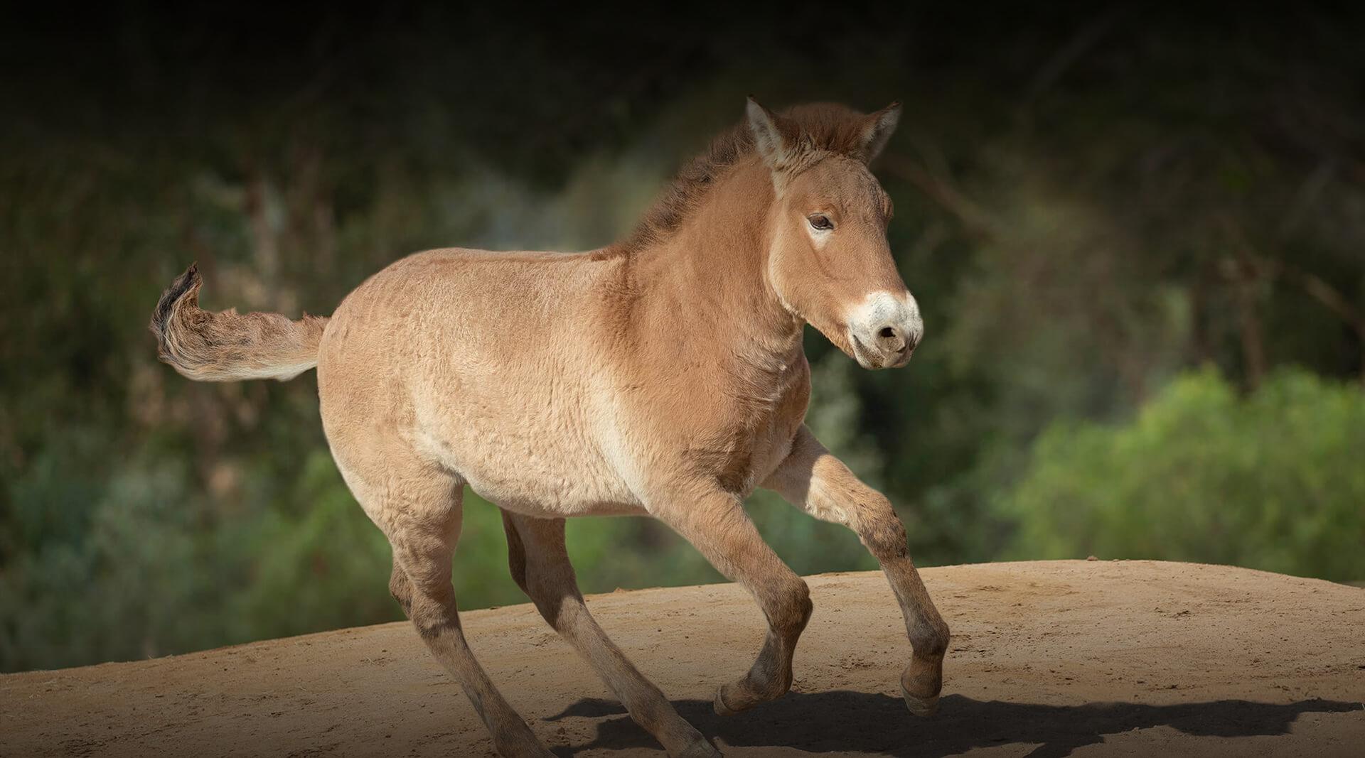 Przewalski's Horse running on a dirt area.