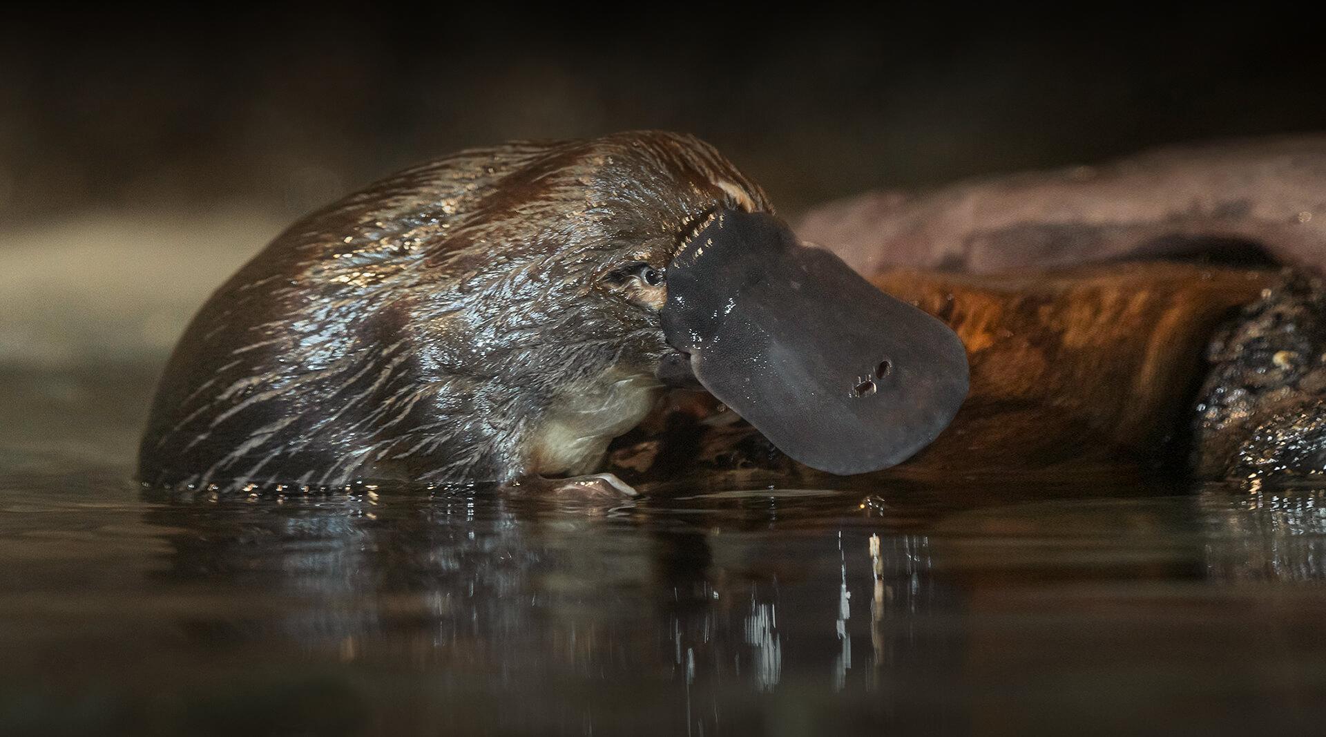 Platypus on log.