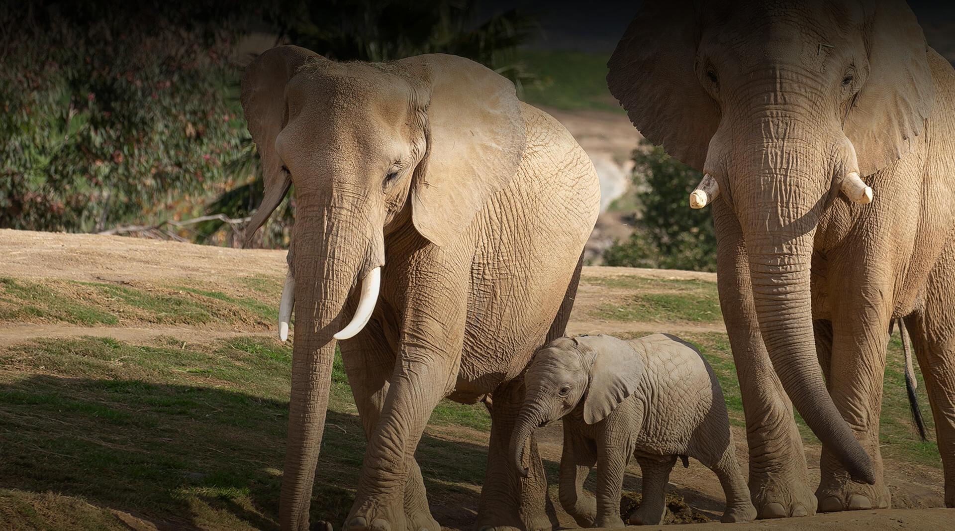 Elephants Roaming