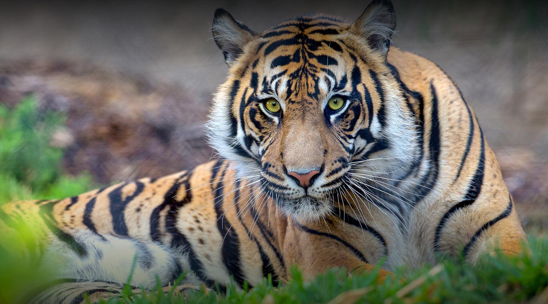 tiger