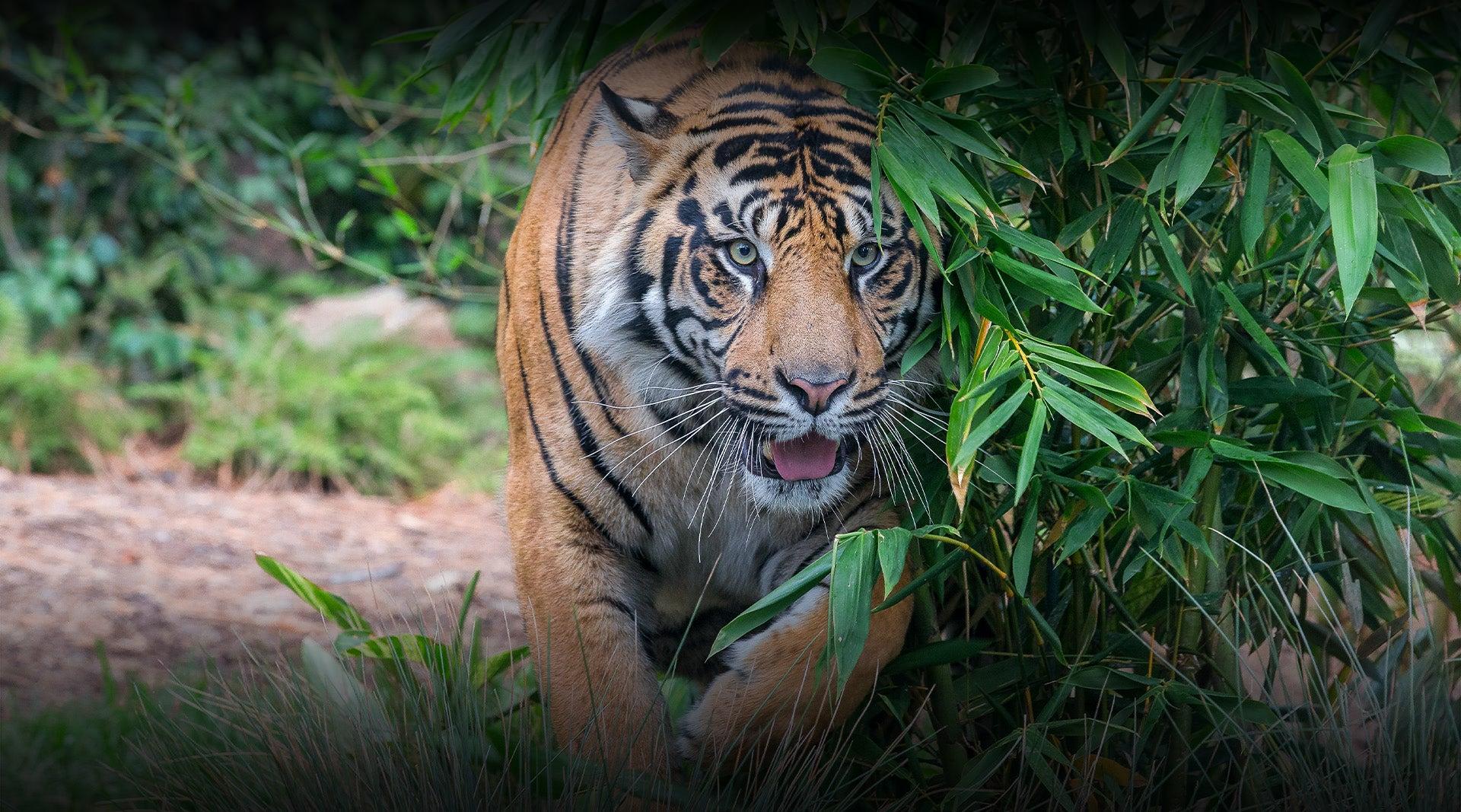 Tiger tour image