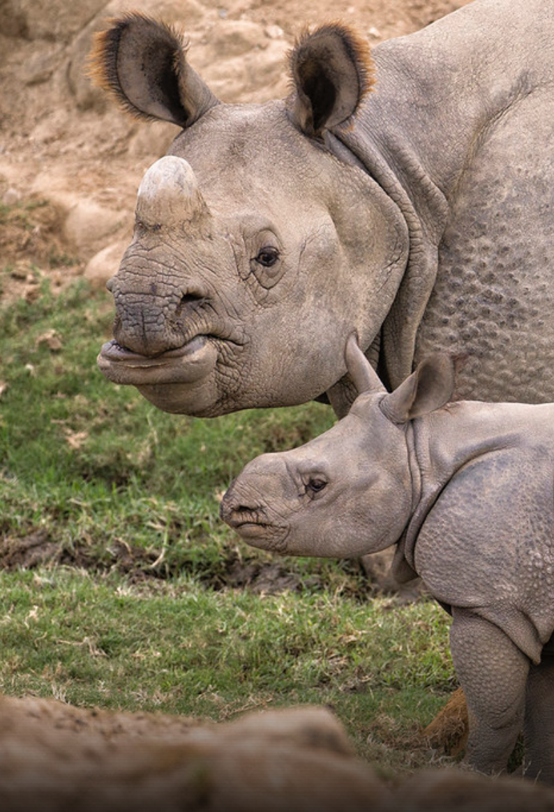 rhino mom and baby