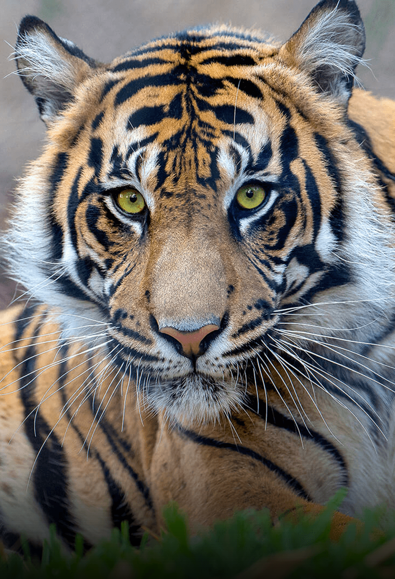 tiger