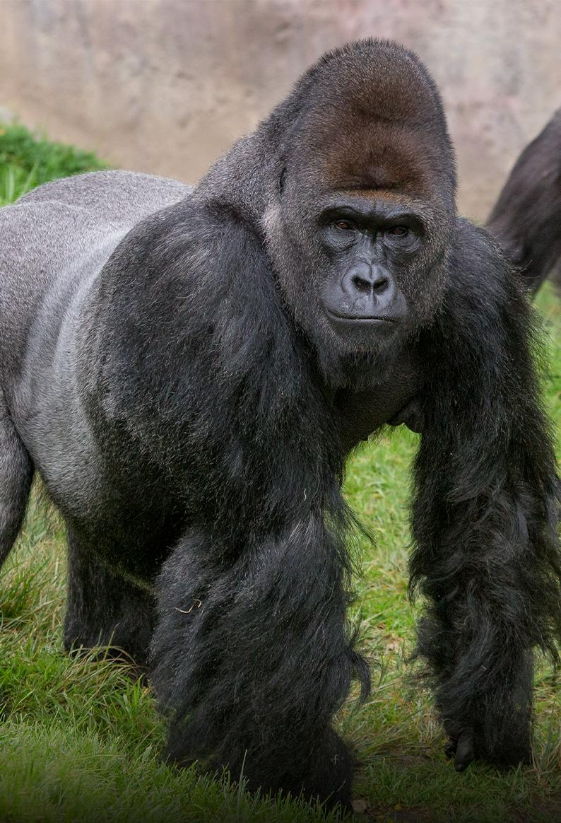 gorilla