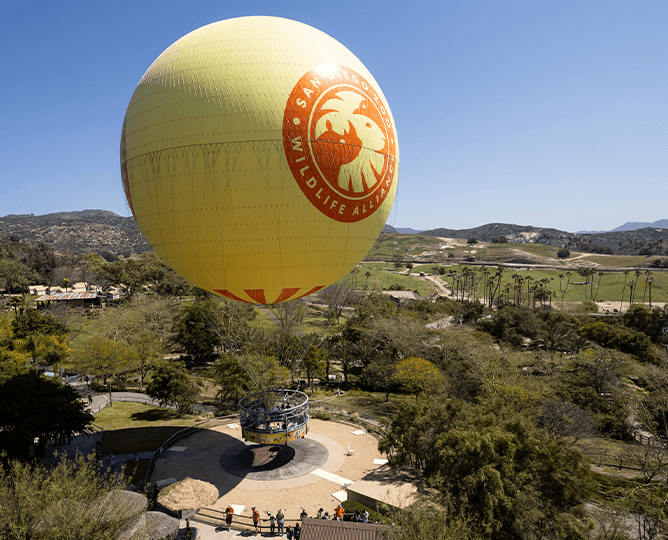 balloon safari