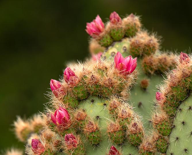 Botanical Africa Tram Tour