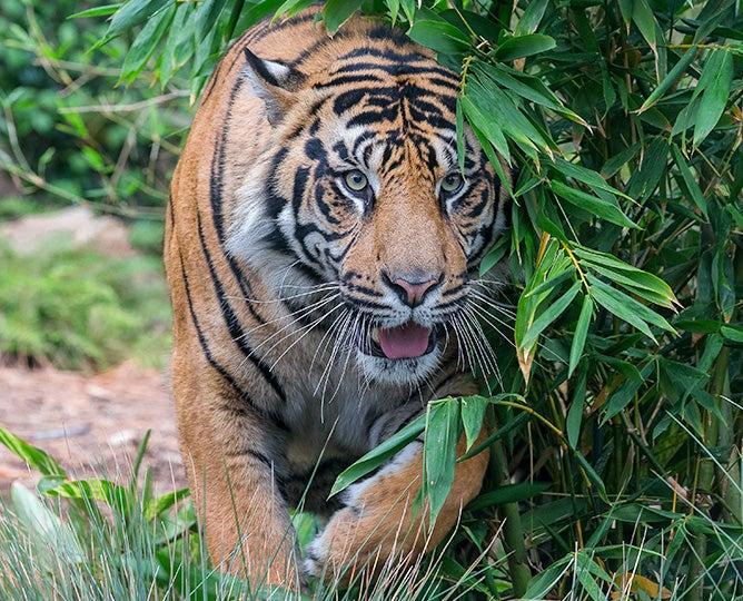 Tiger tour image