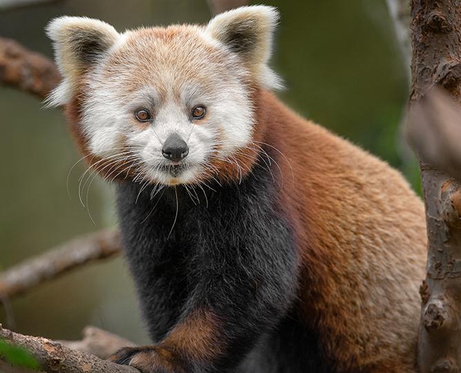 red panda
