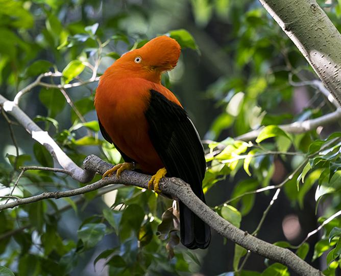 Andean Cock-of-the-rock