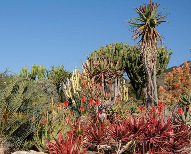 Baja Garden and Old World Succulent Garden