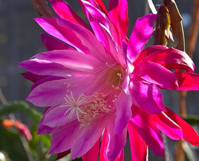Epiphyllum bloom