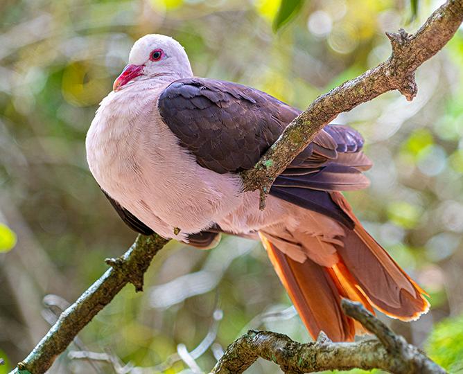PINK PIGEON