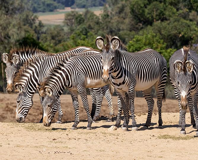 Grevy’s Zebra